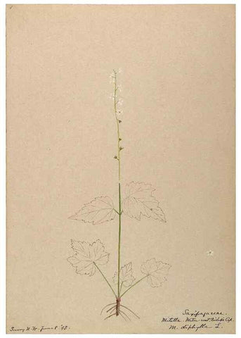 Reproducción/Reproduction 48788716331: [Water-color sketches of plants of North America and Europe]. . 
