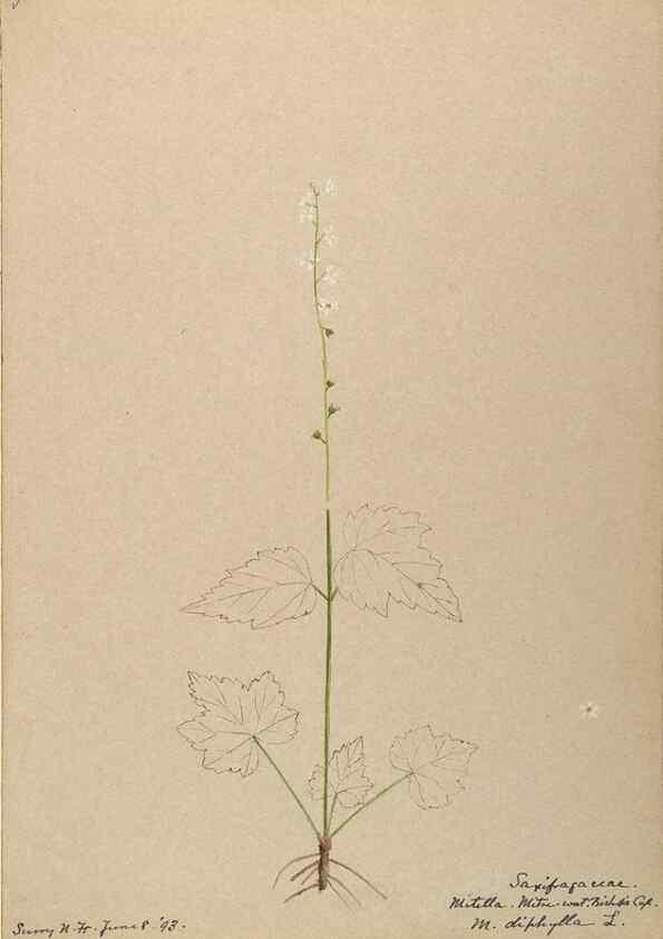 Reproducción/Reproduction 48788716331: [Water-color sketches of plants of North America and Europe]. . 