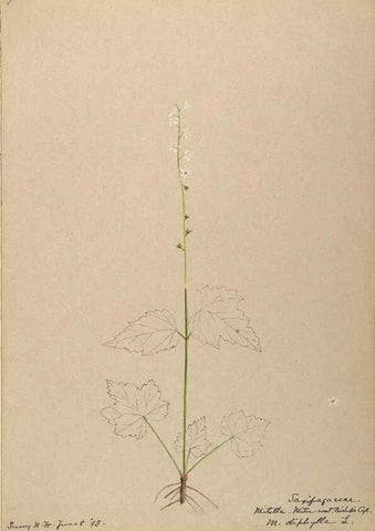 Reproducción/Reproduction 48788716331: [Water-color sketches of plants of North America and Europe]. . 