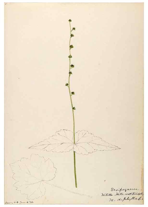 Reproducción/Reproduction 48788716721: [Water-color sketches of plants of North America and Europe]. . 