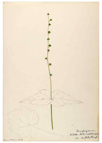 Reproducción/Reproduction 48788716721: [Water-color sketches of plants of North America and Europe]. . 