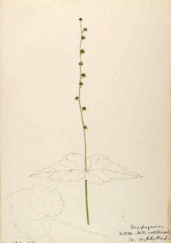 Reproducción/Reproduction 48788716721: [Water-color sketches of plants of North America and Europe]. . 