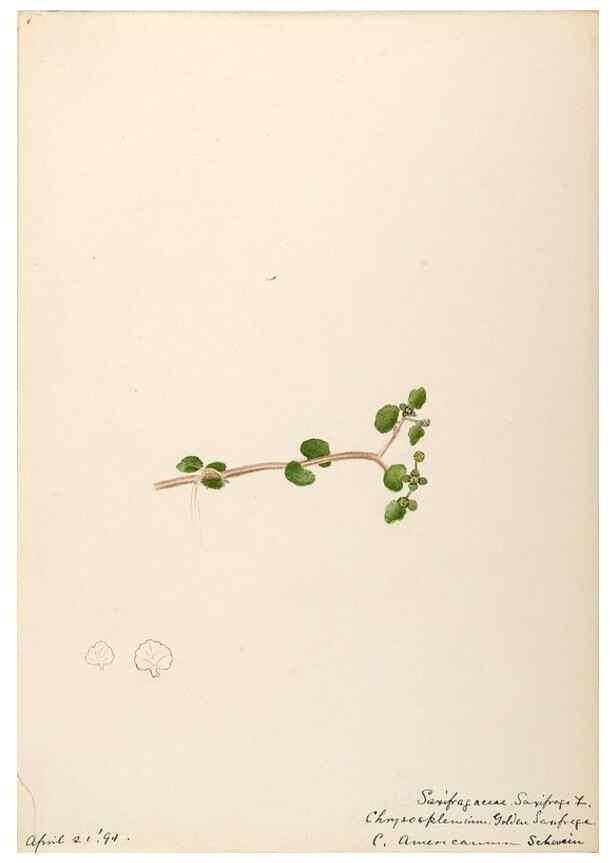 Reproducción/Reproduction 48788356288: [Water-color sketches of plants of North America and Europe]. . 