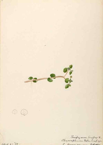 Reproducción/Reproduction 48788356288: [Water-color sketches of plants of North America and Europe]. . 