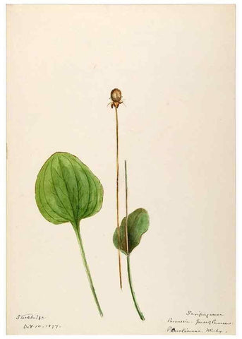 Reproducción/Reproduction 48788861847: [Water-color sketches of plants of North America and Europe]. . 
