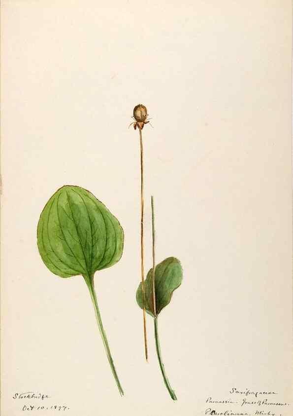 Reproducción/Reproduction 48788861847: [Water-color sketches of plants of North America and Europe]. . 