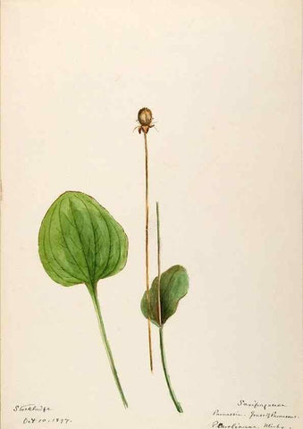 Reproducción/Reproduction 48788861847: [Water-color sketches of plants of North America and Europe]. . 