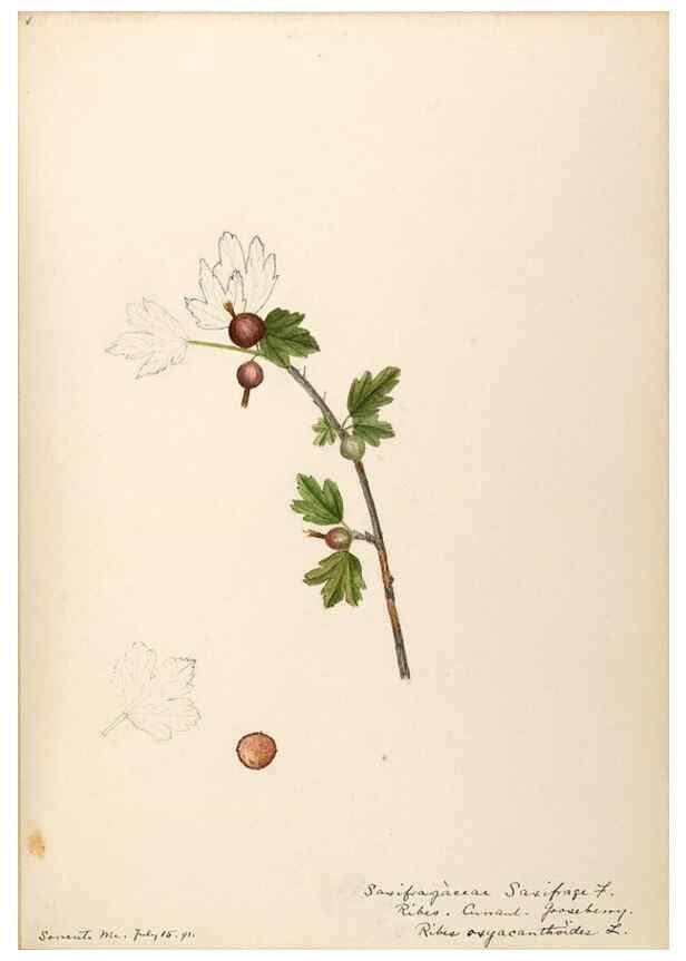 Reproducción/Reproduction 48788357078: [Water-color sketches of plants of North America and Europe]. . 