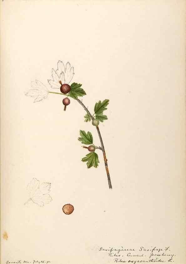 Reproducción/Reproduction 48788357078: [Water-color sketches of plants of North America and Europe]. . 