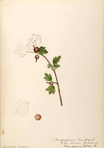Reproducción/Reproduction 48788357078: [Water-color sketches of plants of North America and Europe]. . 
