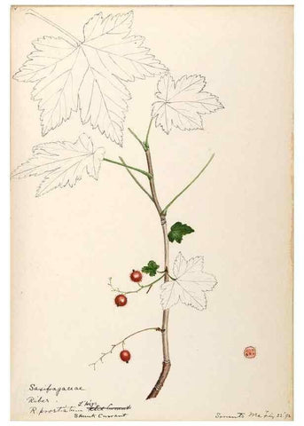 Reproducción/Reproduction 48788718151: [Water-color sketches of plants of North America and Europe]. . 