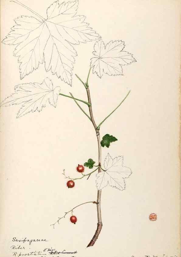 Reproducción/Reproduction 48788718151: [Water-color sketches of plants of North America and Europe]. . 