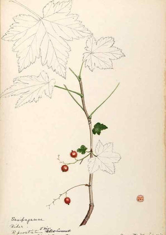 Reproducción/Reproduction 48788718151: [Water-color sketches of plants of North America and Europe]. . 