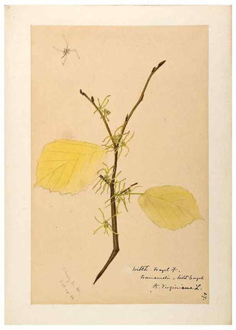 Reproducción/Reproduction 48788357888: [Water-color sketches of plants of North America and Europe]. . 