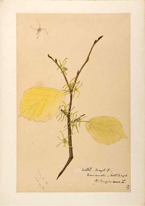 Reproducción/Reproduction 48788357888: [Water-color sketches of plants of North America and Europe]. . 