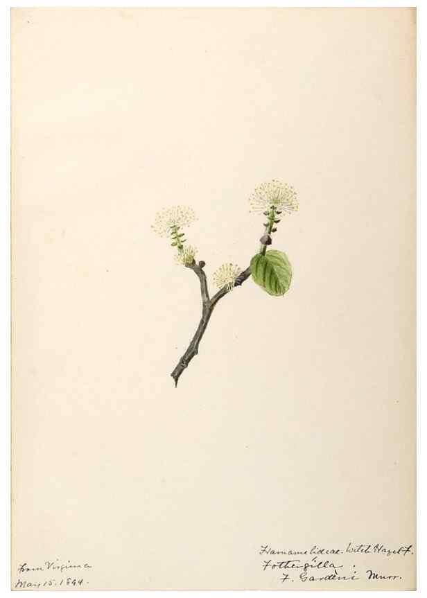 Reproducción/Reproduction 48788358388: [Water-color sketches of plants of North America and Europe]. . 
