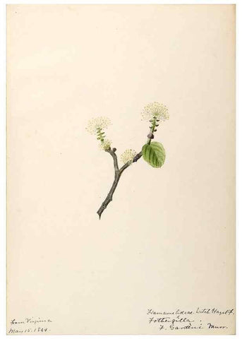 Reproducción/Reproduction 48788358388: [Water-color sketches of plants of North America and Europe]. . 