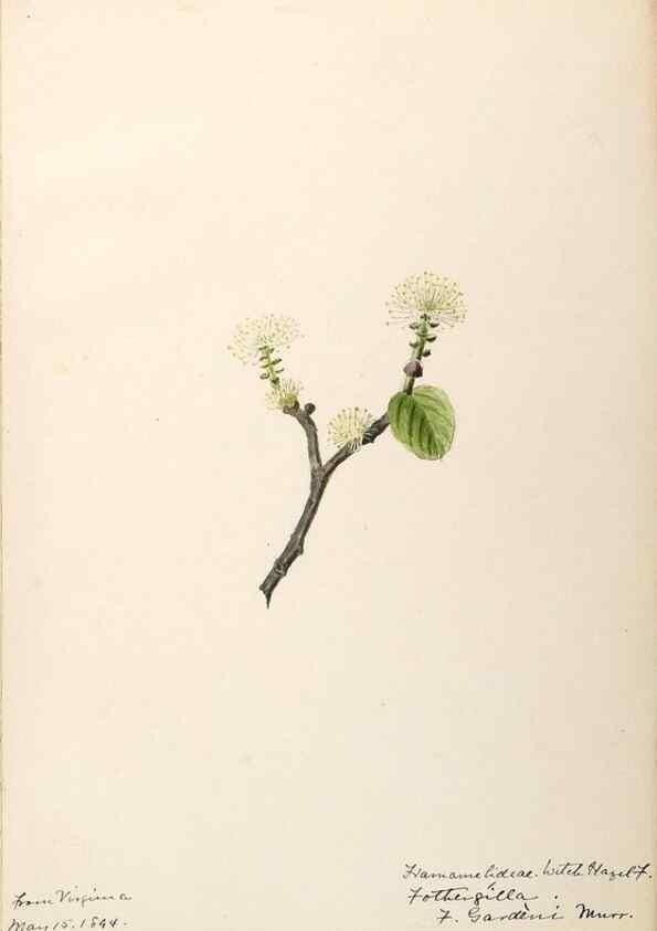 Reproducción/Reproduction 48788358388: [Water-color sketches of plants of North America and Europe]. . 