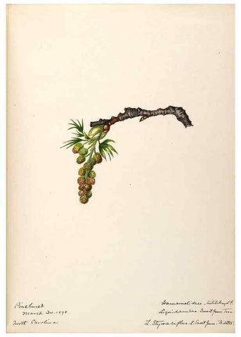 Reproducción/Reproduction 48788719646: [Water-color sketches of plants of North America and Europe]. . 