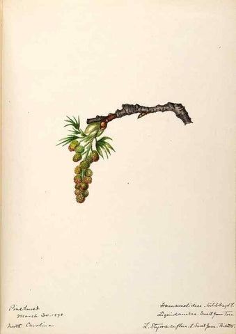 Reproducción/Reproduction 48788719646: [Water-color sketches of plants of North America and Europe]. . 