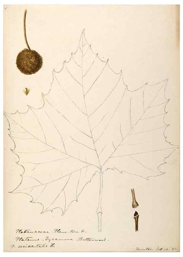 Reproducción/Reproduction 48788864512: [Water-color sketches of plants of North America and Europe]. . 