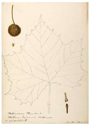 Reproducción/Reproduction 48788864512: [Water-color sketches of plants of North America and Europe]. . 