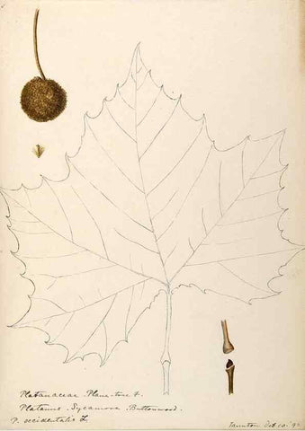 Reproducción/Reproduction 48788864512: [Water-color sketches of plants of North America and Europe]. . 
