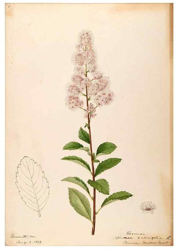 Reproducción/Reproduction 48788933817: [Water-color sketches of plants of North America and Europe]. . 