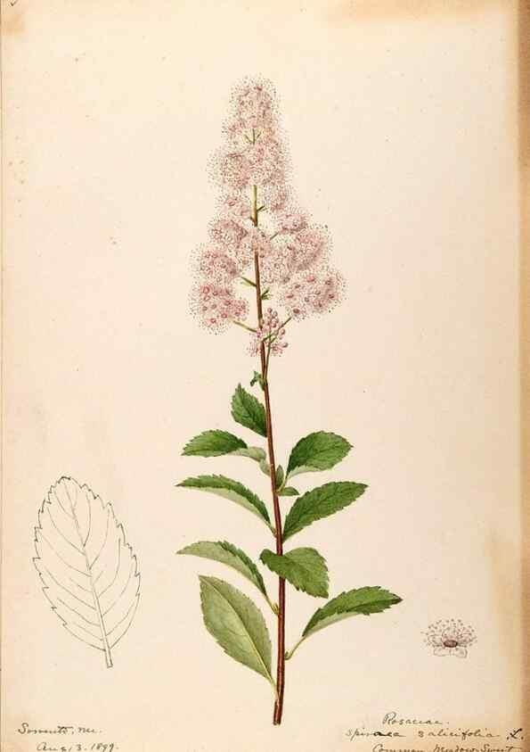 Reproducción/Reproduction 48788933817: [Water-color sketches of plants of North America and Europe]. . 
