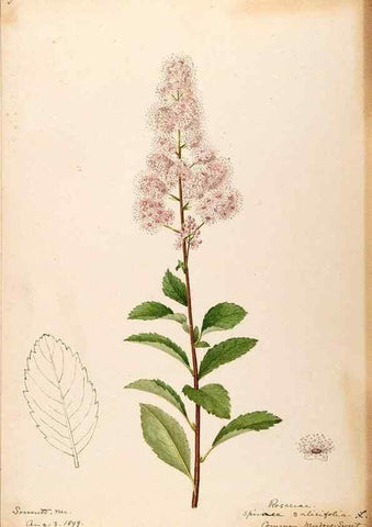 Reproducción/Reproduction 48788933817: [Water-color sketches of plants of North America and Europe]. . 