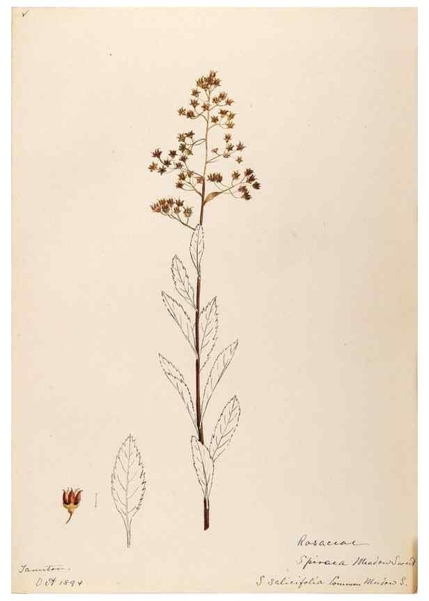 Reproducción/Reproduction 48788934357: [Water-color sketches of plants of North America and Europe]. . 