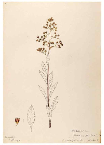 Reproducción/Reproduction 48788934357: [Water-color sketches of plants of North America and Europe]. . 