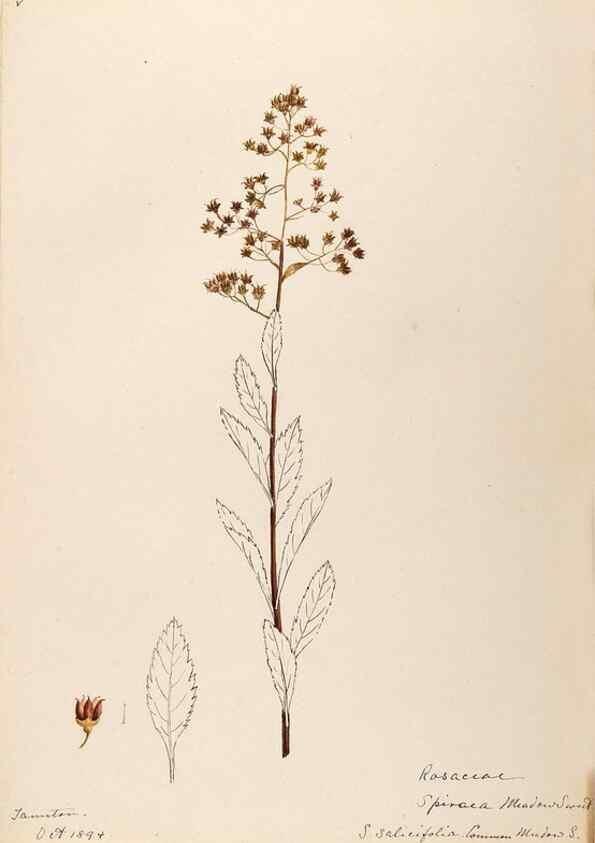 Reproducción/Reproduction 48788934357: [Water-color sketches of plants of North America and Europe]. . 