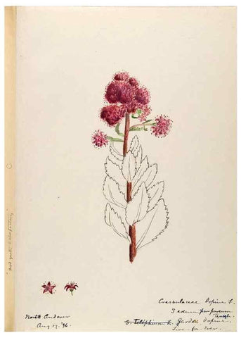 Reproducción/Reproduction 48788859247: [Water-color sketches of plants of North America and Europe]. . 