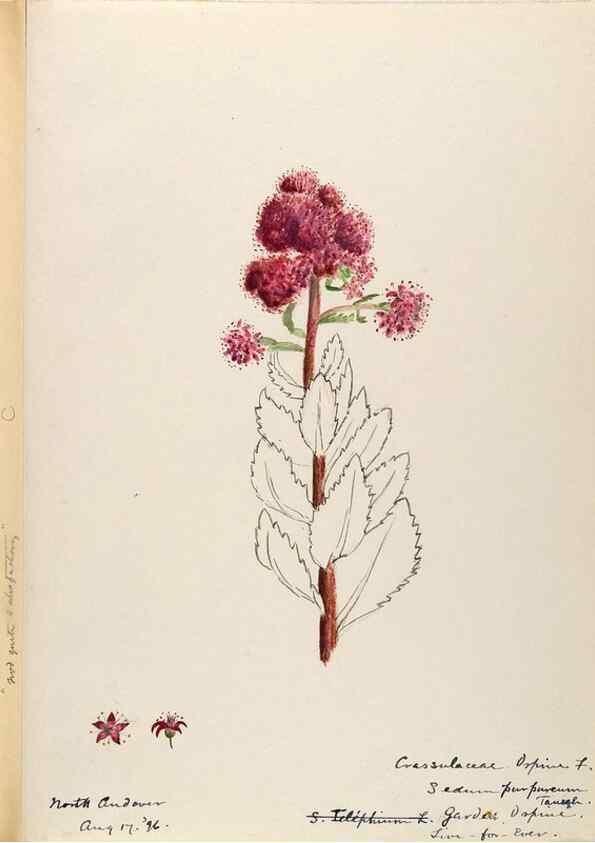 Reproducción/Reproduction 48788859247: [Water-color sketches of plants of North America and Europe]. . 