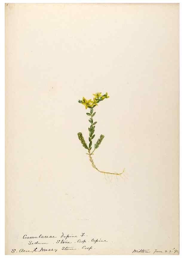 Reproducción/Reproduction 48788353578: [Water-color sketches of plants of North America and Europe]. . 
