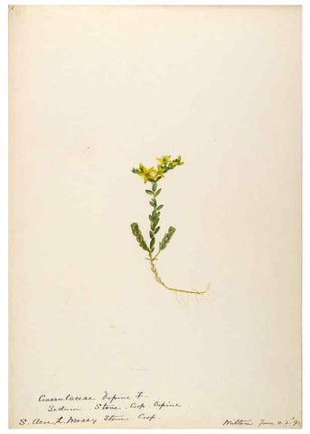 Reproducción/Reproduction 48788353578: [Water-color sketches of plants of North America and Europe]. . 