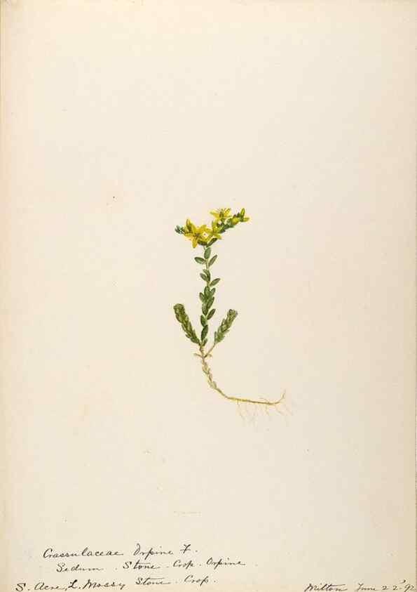 Reproducción/Reproduction 48788353578: [Water-color sketches of plants of North America and Europe]. . 