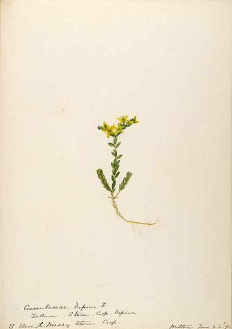 Reproducción/Reproduction 48788353578: [Water-color sketches of plants of North America and Europe]. . 