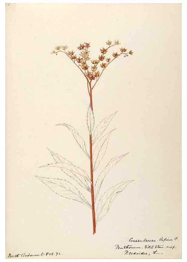 Reproducción/Reproduction 48788353248: [Water-color sketches of plants of North America and Europe]. . 