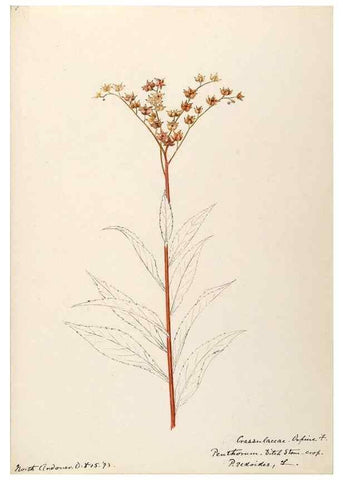 Reproducción/Reproduction 48788353248: [Water-color sketches of plants of North America and Europe]. . 