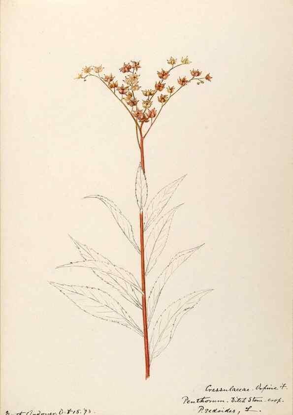Reproducción/Reproduction 48788353248: [Water-color sketches of plants of North America and Europe]. . 