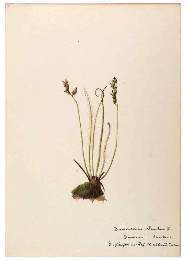 Reproducción/Reproduction 48788858032: [Water-color sketches of plants of North America and Europe]. . 