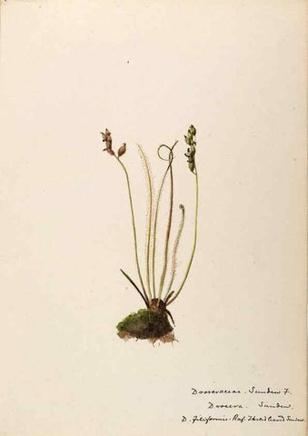 Reproducción/Reproduction 48788858032: [Water-color sketches of plants of North America and Europe]. . 
