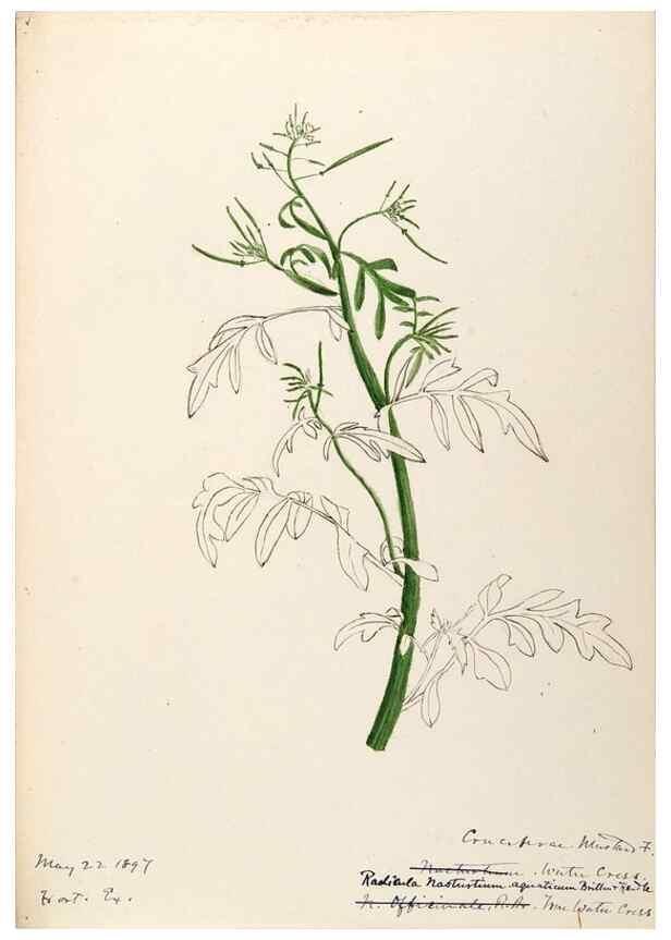 Reproducción/Reproduction 48788707256: [Water-color sketches of plants of North America and Europe]. . 