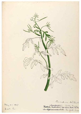 Reproducción/Reproduction 48788707256: [Water-color sketches of plants of North America and Europe]. . 