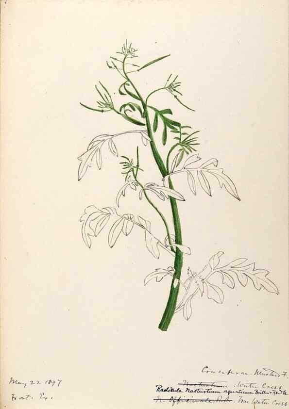 Reproducción/Reproduction 48788707256: [Water-color sketches of plants of North America and Europe]. . 