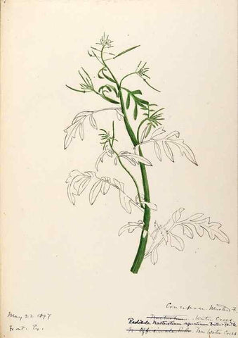 Reproducción/Reproduction 48788707256: [Water-color sketches of plants of North America and Europe]. . 
