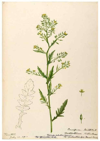 Reproducción/Reproduction 48788346568: [Water-color sketches of plants of North America and Europe]. . 