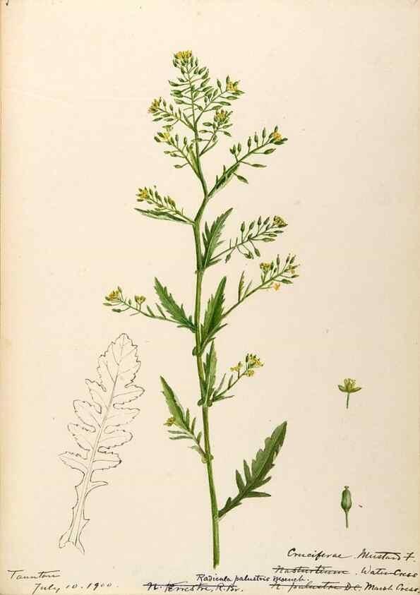 Reproducción/Reproduction 48788346568: [Water-color sketches of plants of North America and Europe]. . 